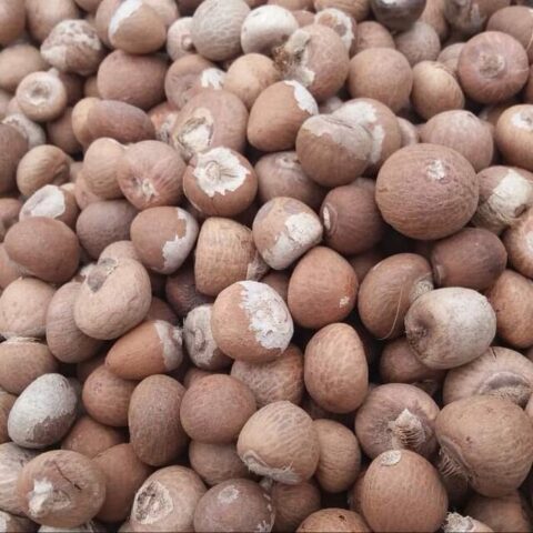 Whole Betel Nuts Supplier | ASNAFF Group